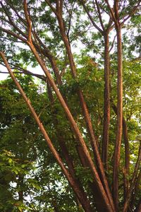 Low angle view of bamboo trees in forest