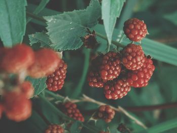 Close-up of cherries on plant