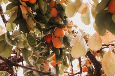 Low angle view of fruits growing on tree