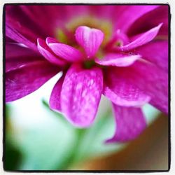 Close-up of pink flowers