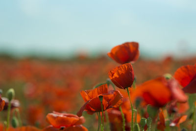 Close-up of red flowering plants on field against sky