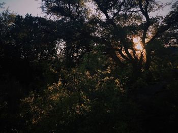 Trees in forest