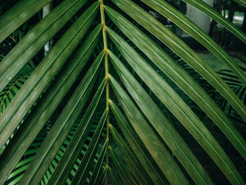 Full frame shot of palm leaf