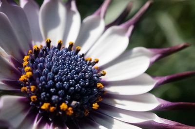 Close-up of osteospermum blooming outdoors