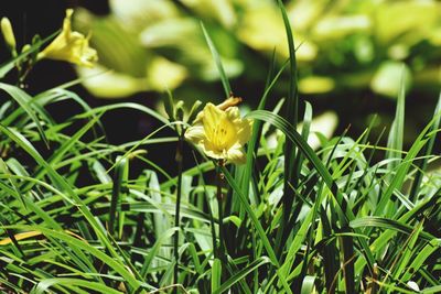 Close-up of yellow flowers blooming outdoors