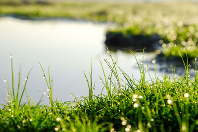 Close-up of grass growing on field