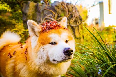 Close-up portrait of dog on grass