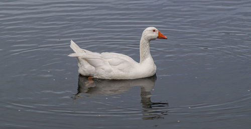 Close-up low level view of aylesbury pekin peking american domestic duck ducks swimming in lake