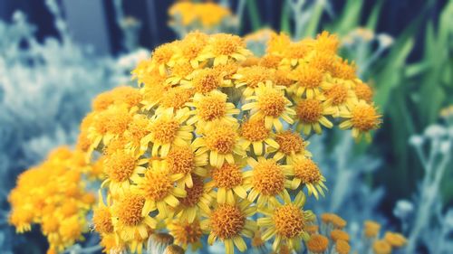 Close-up of marigold blooming outdoors