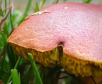 Close-up of pink mushroom growing outdoors