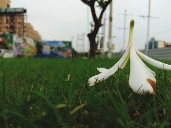 Close-up of white flowering plants on field