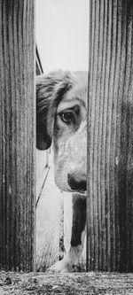 Portrait of dog peeking through fence