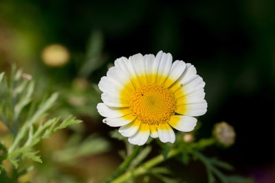 Close-up of white daisy flowers