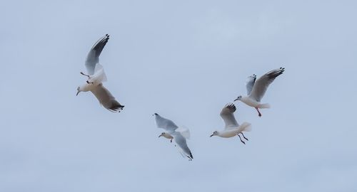 Low angle view of seagulls flying