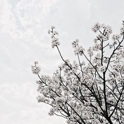 Low angle view of tree against sky