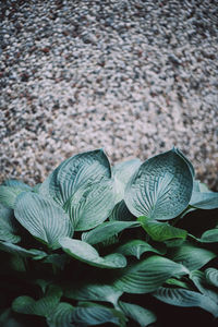 High angle view of green leaves on plant
