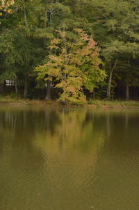 Scenic view of lake in forest