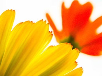 Close-up of yellow flowers blooming outdoors