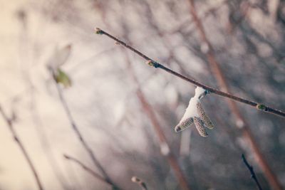 Close-up of snow on twig