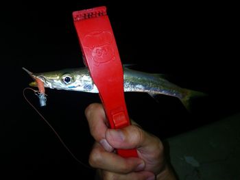 Close-up of hand holding fish