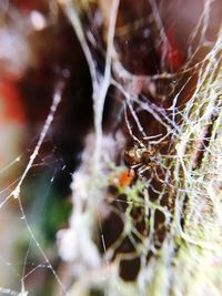 Close-up of spider on web