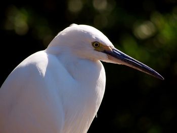 Side view of bird