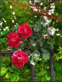 Close-up of pink flowers blooming on tree