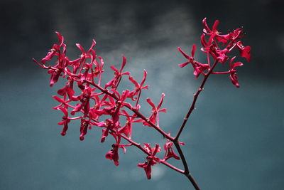 Close-up of red flowers blooming on tree