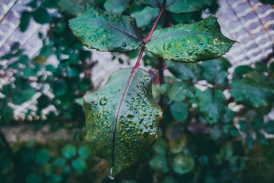 Close-up of water drops on leaf