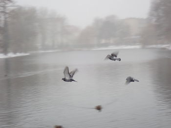 View lake wirth flying pigeons