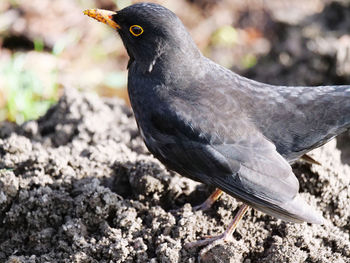 Close-up of bird perching on rock
