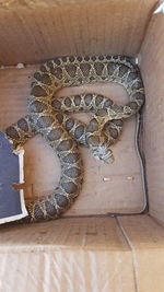 High angle view of snake on table