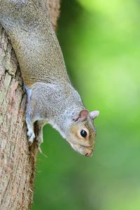 Close-up of squirrel on tree trunk