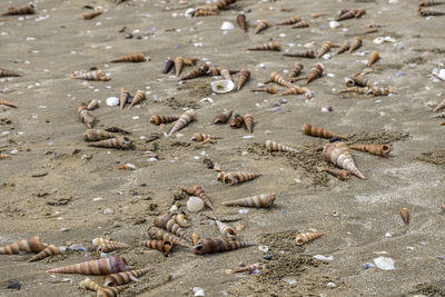 Flock of birds on sand at beach