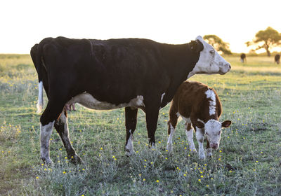 Cows grazing on field