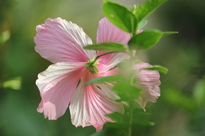 Close-up of pink hibiscus flower