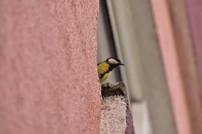 Close-up of bird perching on wall