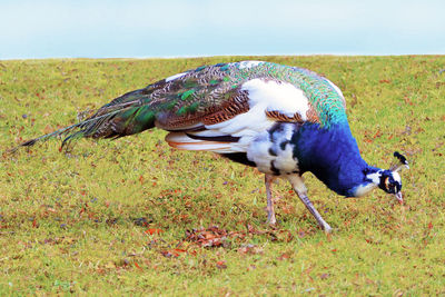 Peacock in a field