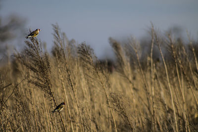 View of bird flying in the field