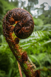 Close-up of caterpillar on tree