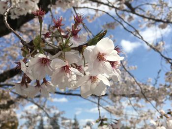 Low angle view of cherry blossoms in spring