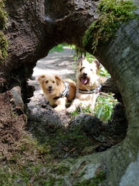 Portrait of two dogs
