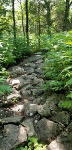 View of stream flowing through forest