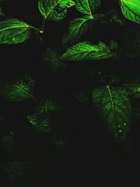 Close-up of fresh green plants