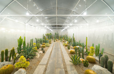 High angle view of plants in greenhouse