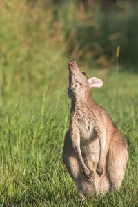 Kangaroo in a field