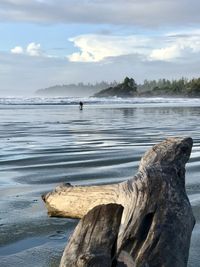 Scenic view of driftwood on beach against sky