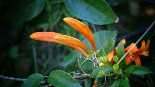 Close-up of orange flower