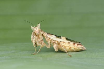 Close-up of grasshopper