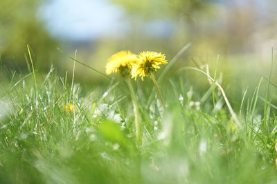 Close-up of yellow dandelion flower on field